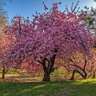 Stort japanskt körsbärsträd Hur länge blommar japanskt körsbärsträd?